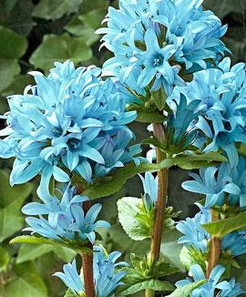 Capanula glomerata 'Emerald'