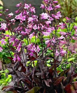 Fingerborgshatt 'Mystica'