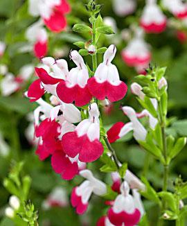 Svartvinbärssalvia 'Hotlips'