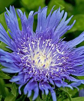 Blåklintsaster 'Purple Rain'