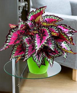 Rexbegonia