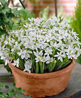 Vitgrön stjärnlök