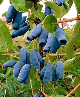 Blåbärstry 'Blue Velvet'