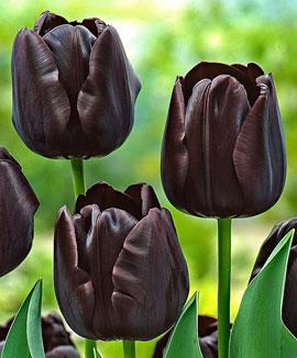 Tulpaner 'Paul Scherer'