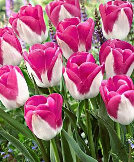 Tulpaner 'Innuendo'