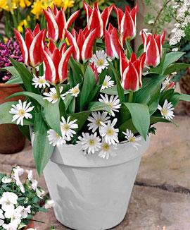 Tulpaner 'Pinocchio' + Anemoner 'White Splendour'