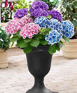 Kollektion med terrasshortensior