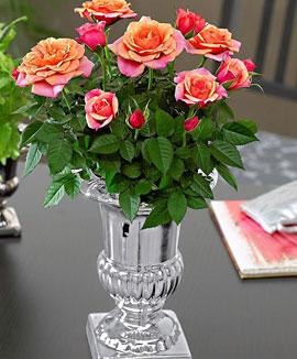 Silvrig vas med 2-färgad ros