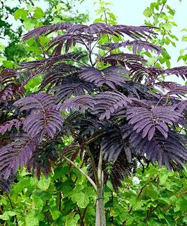 Silkesträd 'Summer Chocolate'