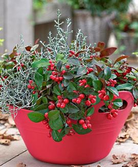 Vinterkombination Silvergirlang + Vaktelbär