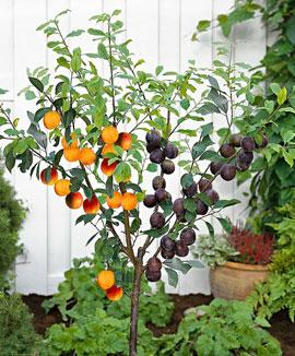 Duofrukt: Aprikos + Plommon