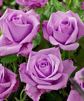 Storblomstrande ros 'Sterling Silver'