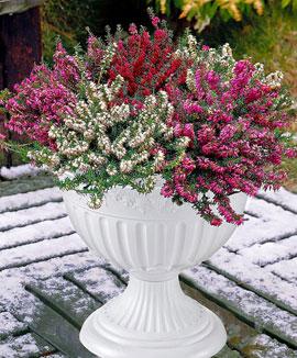 Darleyljung inklusive blomkruka