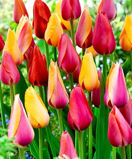Tulpaner 'Lefeber' Mix