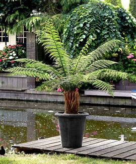 Sydlig trädormbunke