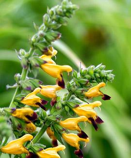 Pricksalvia 'Blue Lips'