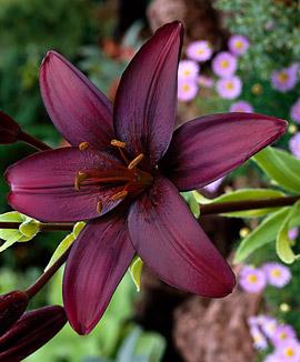 Storblommig lilja 'Dimension'®