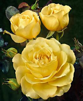 Storblomstrande ros 'Casanova'