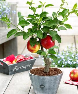 Äppel-bonsai 'Braeburn'