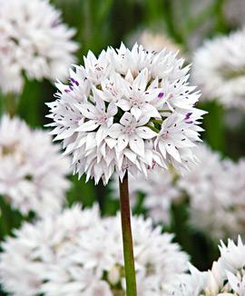 Allium amplectens