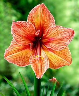 Amaryllis 'Exotica'®