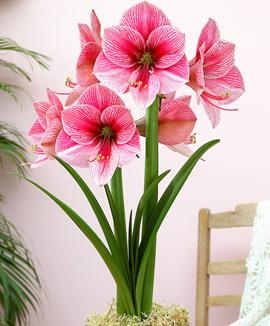 Amaryllis 'Purple Rain'