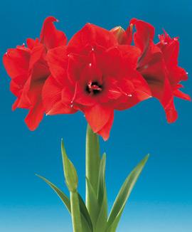 Amaryllis 'Red Nymph'®