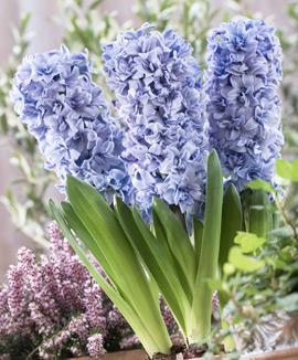 Dubbelblommig hyacint 'Blue Tango'