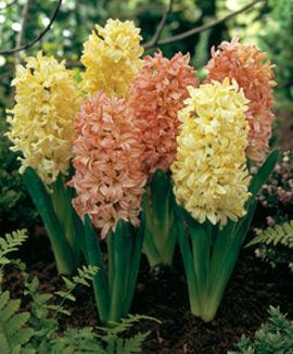 Hyacinter 'Yellow Queen'