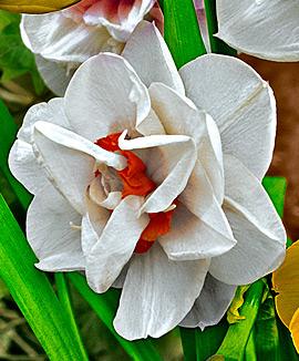 Dubbla narcisser 'Acropolis'