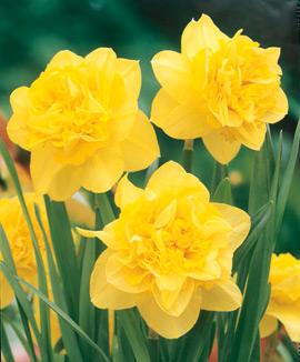 Dubbla narcisser 'Dick Wilden'