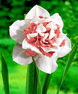 Dubbla narcisser 'Replete'