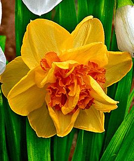 Dubbla narcisser 'Texas'