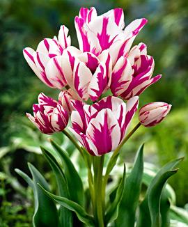 Tulpan 'Candy Club'®