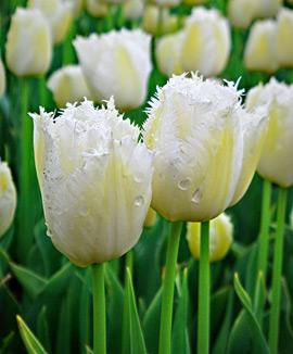 Tulpan 'Pirveli Lady'