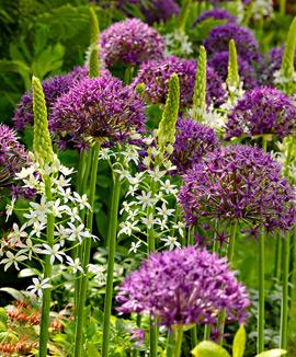 Allium 'Purple Rain' och Ornithogalum magnum (stor stjärnlök)