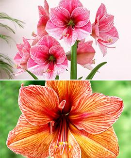 Kollektion med flerfärgade Amaryllis