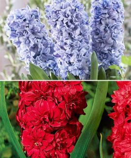 Kollektion med dubbelblommiga hyacinter