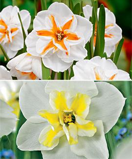 Kollektion med Narcisser