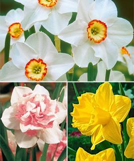 Kollektion med narcisser