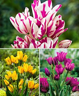 Kollektion med tulpaner