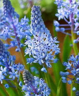 Dalmatisk blåstjärna