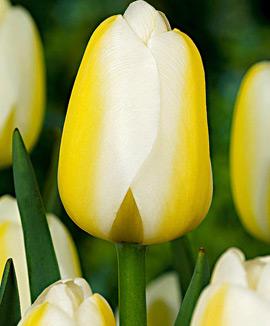 Tulpaner 'Angel's Wish'