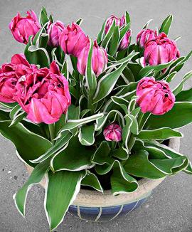 Tulpaner 'Eternal Flame'