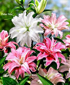 Dubbelblommig lilja 'Polar Star'