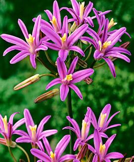 Brodiaea 'Babylon'