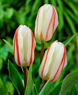 Tulpaner 'White Fire'