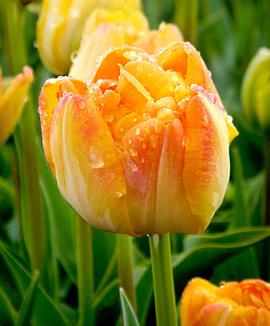 Tulpaner 'Granny Award'