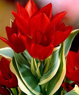 Tulpaner praestans 'Unicum'