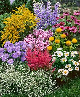 Växter för till en färgsprakande sommarfestival